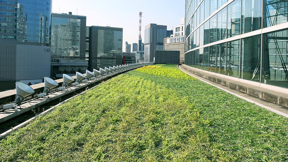 Roof Greening