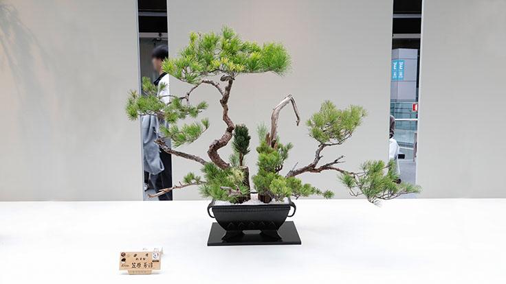 池坊 東京竹支部 創立100周年・青年部30周年記念花展